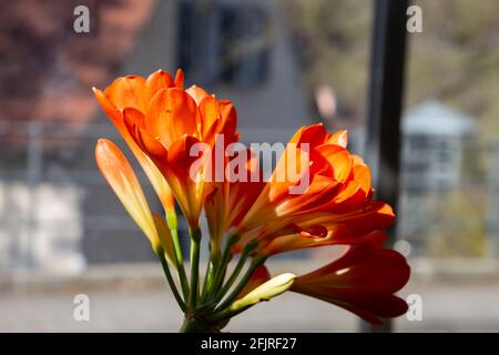 Nahaufnahme von orangen Blüten eines Clivia, auch Clivia miniata oder Klivie genannt Stockfoto