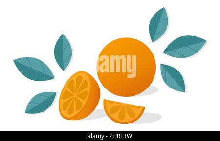 Orange Zitrusfrüchte mit Orangenscheiben und Blättern. Vektordarstellung auf weißem Hintergrund isoliert Stock Vektor