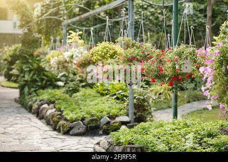 Gelbe, rosa und violette Petunien blühen in hängenden Töpfen im Gewächshaus oder öffentlichen Park Stockfoto