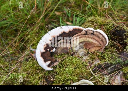 Ein Pilz, der auf einem Baum im Wald wächst. Stockfoto
