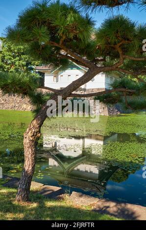 Malerische kultivierte Pinien auf dem Hintergrund des Kikyo-bori Grabens um den Kaiserpalast von Tokio. Tokio. Japan Stockfoto