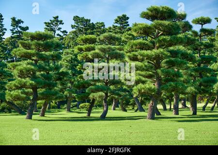 Der Blick auf die japanischen Black Pines (Pinus thunbergii), die auf dem hellgrünen Rasenbereich des Kokyo Gaien National Garden gepflanzt wurden. Tokio. Japan Stockfoto