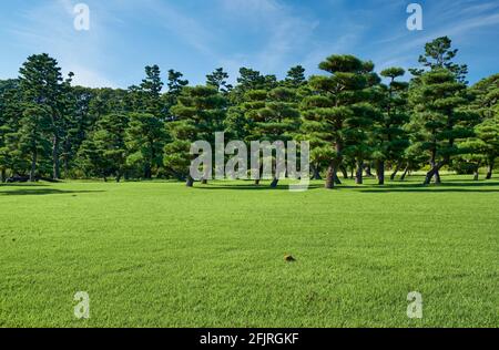 Der Blick auf die japanischen Black Pines (Pinus thunbergii), die auf dem hellgrünen Rasenbereich des Kokyo Gaien National Garden gepflanzt wurden. Tokio. Japan Stockfoto