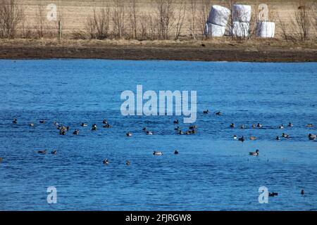 Blick auf eine große Versammlung, Rastplatz für Zugvögel im April und Mai. Pools und Wiesen. Stockfoto