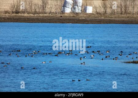 Blick auf eine große Versammlung, Rastplatz für Zugvögel im April und Mai. Pools und Wiesen. Stockfoto