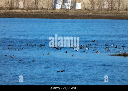 Blick auf eine große Versammlung, Rastplatz für Zugvögel im April und Mai. Pools und Wiesen. Stockfoto