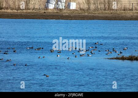 Blick auf eine große Versammlung, Rastplatz für Zugvögel im April und Mai. Pools und Wiesen. Stockfoto