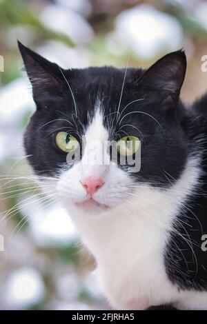 Kleine schwarz-weiße Katze sitzt draußen im Schnee Stockfoto