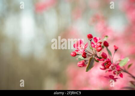 Schöne Malus Praire Fire Crabapple leuchtend rosa Blüte blüht in April Frühling Stockfoto