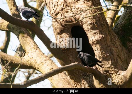 Rund um Großbritannien - Jackdaws auf der Suche nach einem Nistplatz in einem großen Loch in einem Baumstamm. Stockfoto