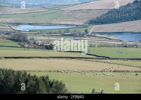 Rund um Großbritannien - Pendle Hill an einem klaren Tag im April 2021 in den Tagen nach dem Ende der Covid-„Sperre“, an dem ein Landwirt seine Schafe hütet. Stockfoto