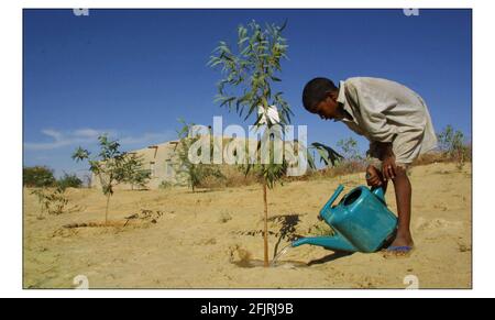 Der zwölfjährige Ali ag Hamey rpt Ali ag Hamey bewässert den Eukalyptuskeimling, den er vor seiner Schule in Bariz betreut, einem Dorf in der Nähe von Timbuktu in Mali, das vom Sand der Sahara bedroht ist.Foto von David Sandison 17/12/2002 Stockfoto