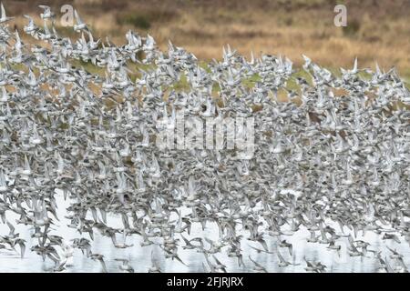 Dichter Schwarm roter Knoten im Flug Stockfoto