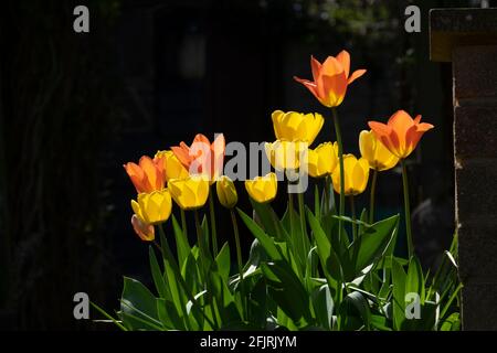 Tulpen mit Hintergrundbeleuchtung auf dunklem Hintergrund Stockfoto