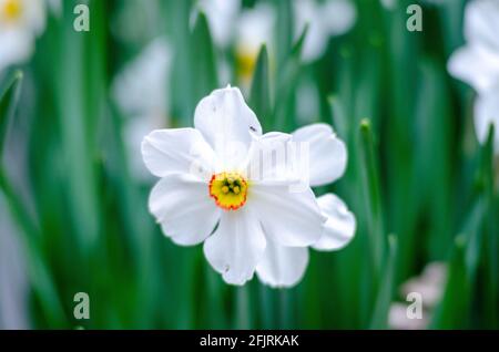 Narcissus Poeticus blühend in einem Garten Stockfoto