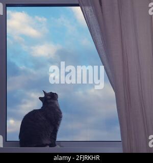 Die Katze sitzt am Fenster, die Wolken fliegen Am blauen Himmel Stockfoto