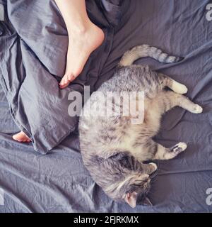 Graue Katze schläft auf dem Bett an den Beinen der Frau Stockfoto