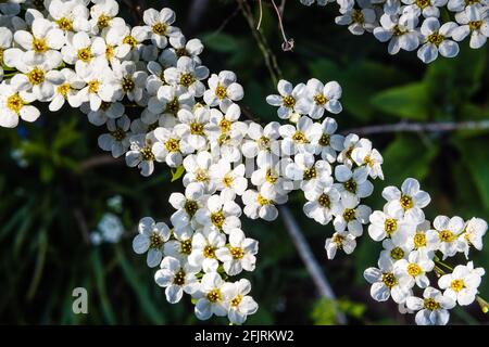 Spiraea arguta oder Brautkranz, wächst in einem Landgarten. Stockfoto