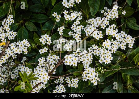 Spiraea arguta oder Brautkranz, wächst in einem Landgarten. Stockfoto