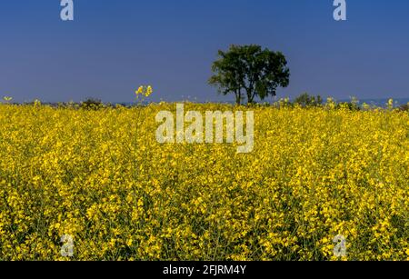 Feld von Raps, Raps oder Cola, frühlingshaft gelb blühendes Feld auf blu Himmel in Piemont, Italien Stockfoto