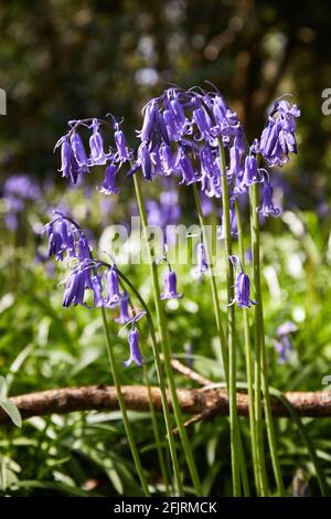 Vertikales Format von Bluebells, Hyacinthoides, Wildblumen im Frühling Stockfoto