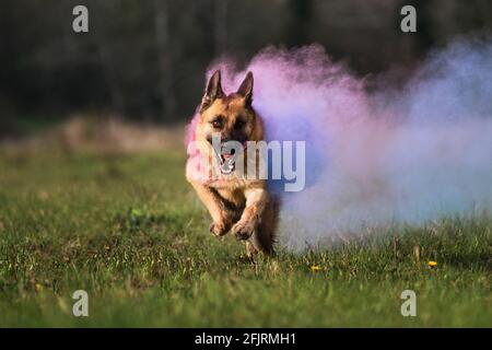 Hund läuft durch eine grüne Lichtung mit trockenen Farben von holi in Rauch verwandeln. Deutscher Schäferhund mit lila holi-Farben. Farbige Rauchwolke, indischer Pai Stockfoto