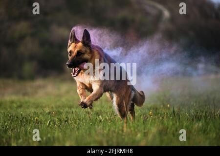 Hund läuft durch eine grüne Lichtung mit trockenen Farben von holi in Rauch verwandeln. Deutscher Schäferhund mit lila holi-Farben. Farbige Rauchwolke, indischer Pai Stockfoto