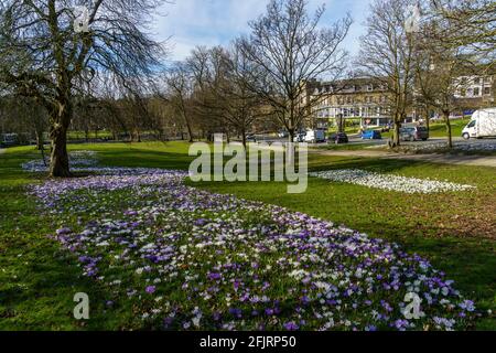 Montpellier Hill, Harrogate, mit weitläufigen Feldern von violetten und weißen Krokussen vor dem Hintergrund von Gebäuden, North Yorkshire, England, Großbritannien. Stockfoto