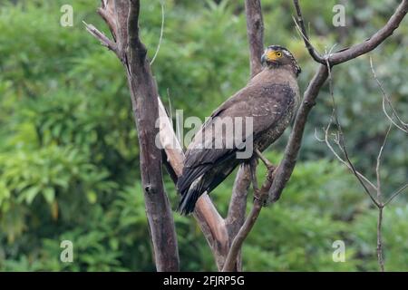 Crested Serpent Eagle (Spilornis cheela), Erwachsener, Seitenansicht, in einem Baum sitzend, New Territories, Hongkong 28. Mai 2020 Stockfoto