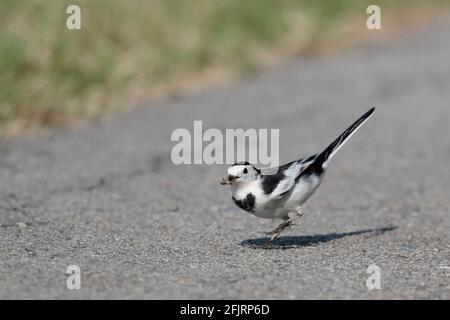 Weißer Wagtail (Motacilla alba leucopsis), mit Insektenbeute, Mai Po Nature Reserve, New Territories, Hongkong 10. Oktober 2020 Stockfoto