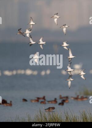 Dunlin (Calidris alpina), Flock im Flug, Unterseite, Mai Po Nature Reserve, New Territories, Hongkong 26. Oktober 2020 Stockfoto