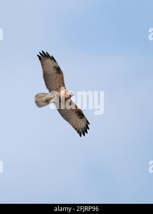 Östlicher Buzzard (Buteo japonicus), Mai Po Nature Reserve, New Territories, Hongkong 24. November 2020 Stockfoto