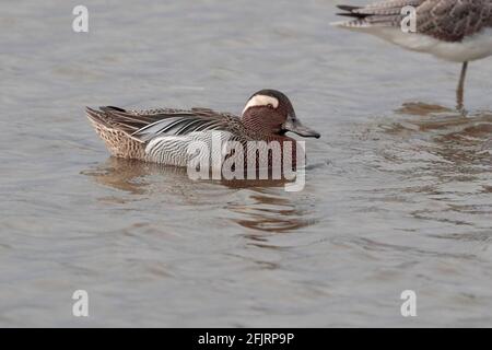 Garganey (Spatula querquedula), männlich, Seitenansicht, Mai Po Nature Reserve, New Territories, Hong Kong, China 5. April 2021 Stockfoto