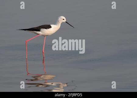 Black-winged Stilt (Himantopus himantopus), Standing in Shallows, Mai Po Nature Reserve, New Territories, Hong Kong, China 13. April 2021 Stockfoto