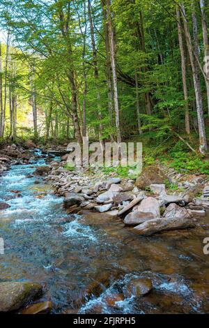 Bergbach fließt durch den Wald. Frühling Natur Landschaft an einem sonnigen Tag. Schnelles Wasser fließt zwischen den Felsen. Buchen am Ufer in üppig grünen f Stockfoto