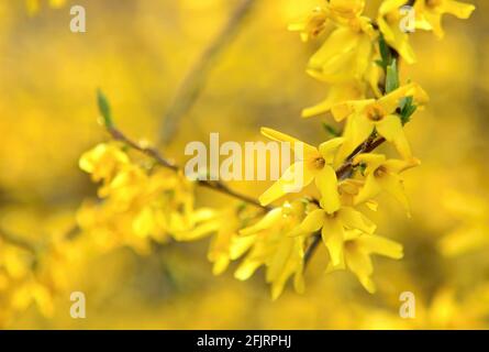 Blühende Forsythia Intermedia in der Frühjahrssaison, Nahaufnahme der blühenden Forsythia Intermedia Filialen. Stockfoto