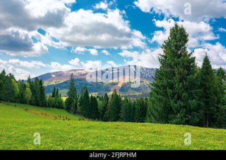 Wald auf dem grasbewachsenen Hügel. Schöne Naturlandschaft im Frühling. Schneebedeckte Berge in der Ferne unter Wolken am blauen Himmel. Sonniges Wetter Stockfoto