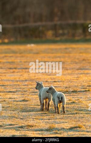 Frühlingslämmer in einem kleinen geschlossenen Schwarm genießen die Morgensonne mit Mutterschafen und Vögeln. Stockfoto