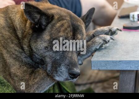 Husky-Mischung für Erwachsene, die auf einer Couch liegt Stockfoto