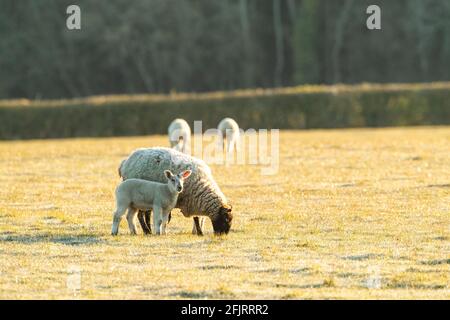 Frühlingslämmer in einem kleinen geschlossenen Schwarm genießen die Morgensonne mit Mutterschafen und Vögeln. Stockfoto