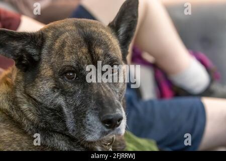 Husky-Mischung für Erwachsene, die auf einer Couch liegt Stockfoto