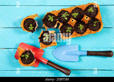 Kleine Starter-Plats wachsen in gelben Karton Hühnereibox in schwarzer Erde. Brechen Sie den biologisch abbaubaren Becher ab und Pflanzen Sie die Erde im Freien an. Keine Verschwendung. Stockfoto