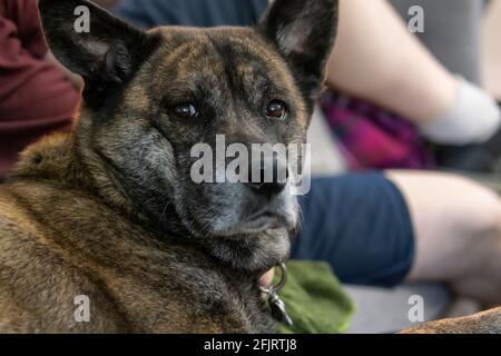 Husky-Mischung für Erwachsene, die auf einer Couch liegt Stockfoto