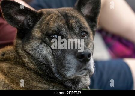Husky-Mischung für Erwachsene, die auf einer Couch liegt Stockfoto