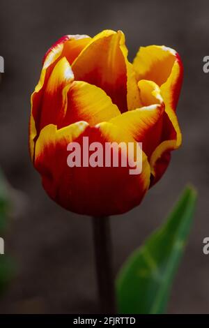 Makrobilder einer Tulpe im englischen Frühling, rote Blütenblätter mit gelben Spitzen, enge Schärfentiefe. Stockfoto
