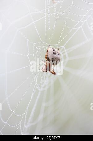 Große Spinne mit schwarzem und weißem Bauch in der Mitte des Netzes, bedeckt mit Regentropfen an einem regnerischen Morgen. Mit grünem Hintergrund. Wildlife-Konzept Stockfoto