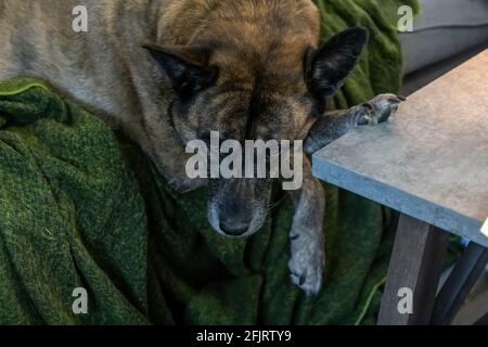 Husky-Mischung für Erwachsene, die auf einer Couch liegt Stockfoto