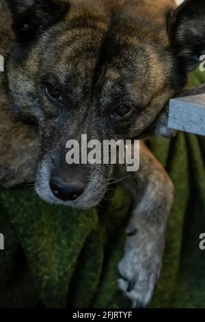 Husky-Mischung für Erwachsene, die auf einer Couch liegt Stockfoto