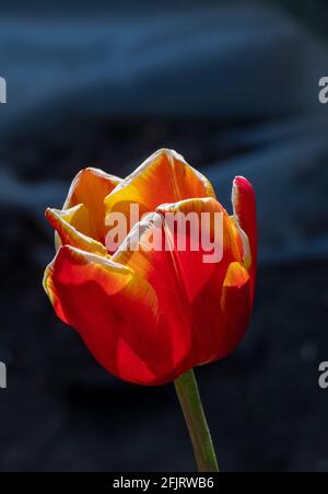 Makrobilder einer Tulpe im englischen Frühling, rote Blütenblätter mit gelben Spitzen, enge Schärfentiefe. Stockfoto