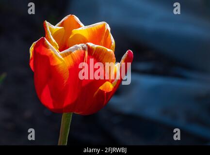 Makrobilder einer Tulpe im englischen Frühling, rote Blütenblätter mit gelben Spitzen, enge Schärfentiefe. Stockfoto